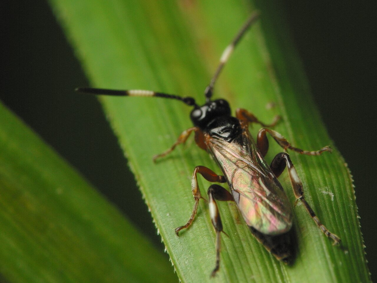 Hymenoptera-3536.jpg