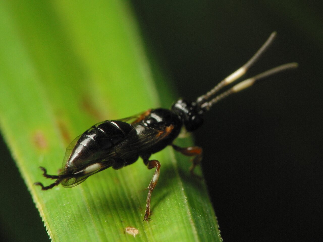 Hymenoptera-3537.jpg