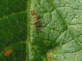 Entomobryidae sp.