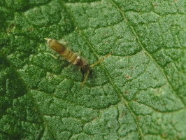 Entomobryidae sp.