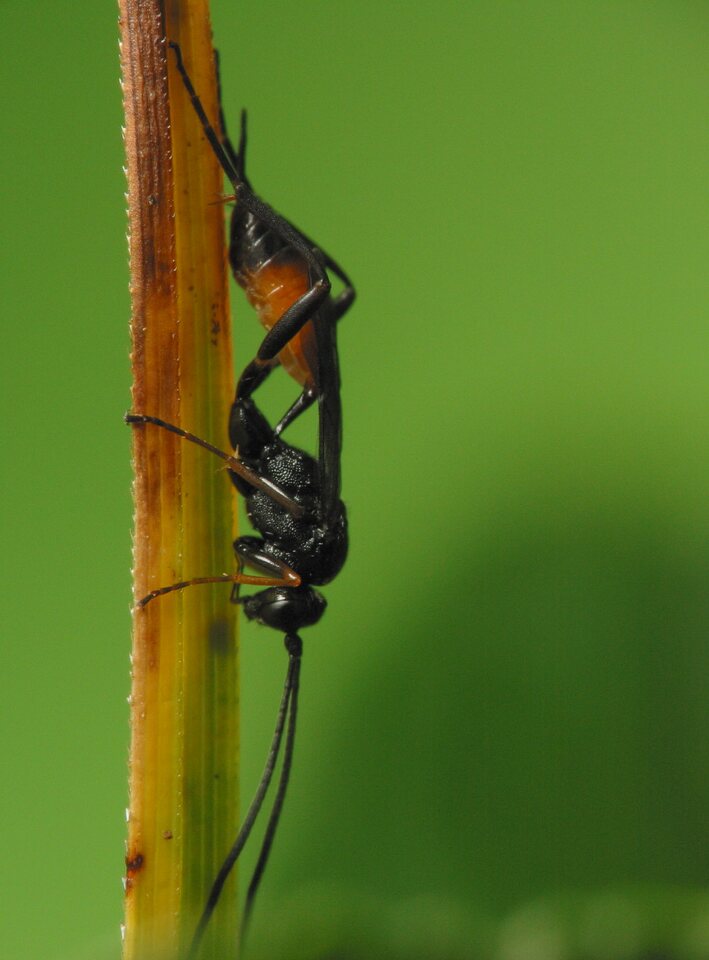 Hymenoptera-3543.jpg