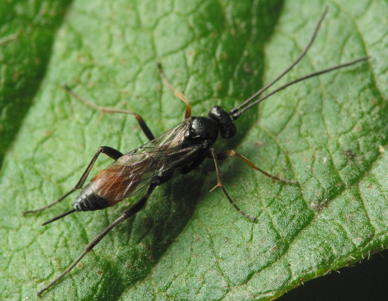 Hymenoptera-3547.jpg