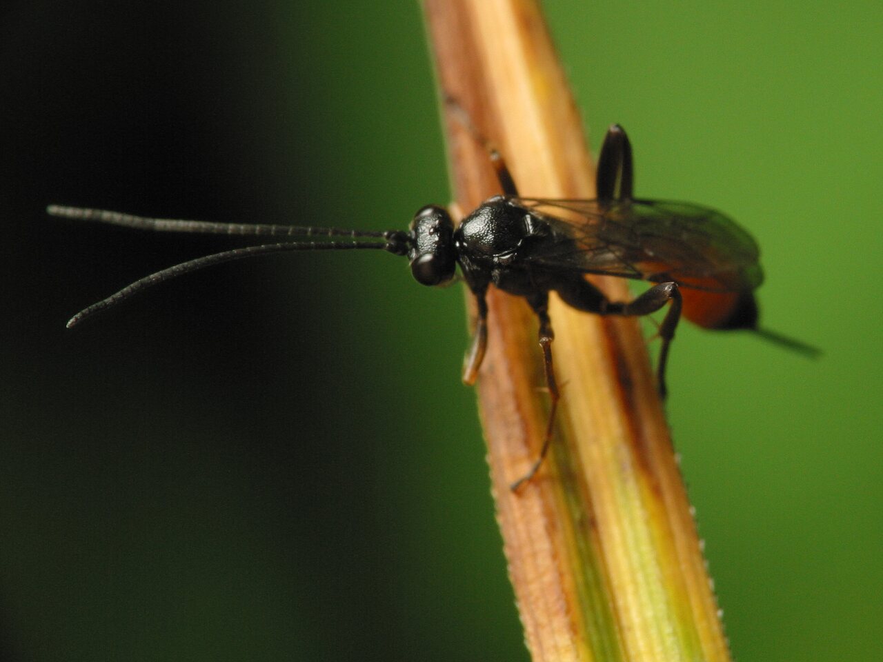 Hymenoptera-3545.jpg