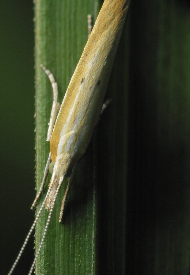 Ypsolopha blandella · gelsvoji šydinė kandis