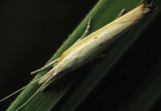Ypsolophidae · šydinės kandys