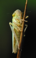 Cicadella viridis · žalioji cikadėlė