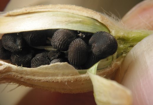 Silene latifolia seeds · baltasis šakinys, sėklos