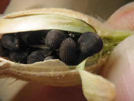 Silene latifolia seeds · baltasis šakinys, sėklos