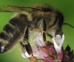 Apis mellifera · naminė bitė