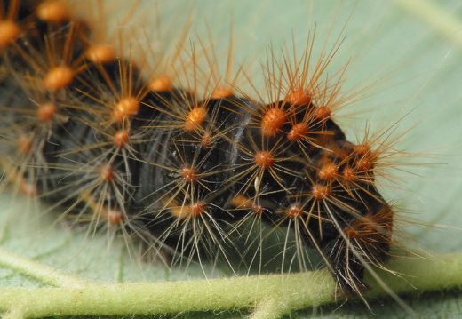 Acronicta auricoma caterpillar · pilkrudis strėlinukas, vikšras