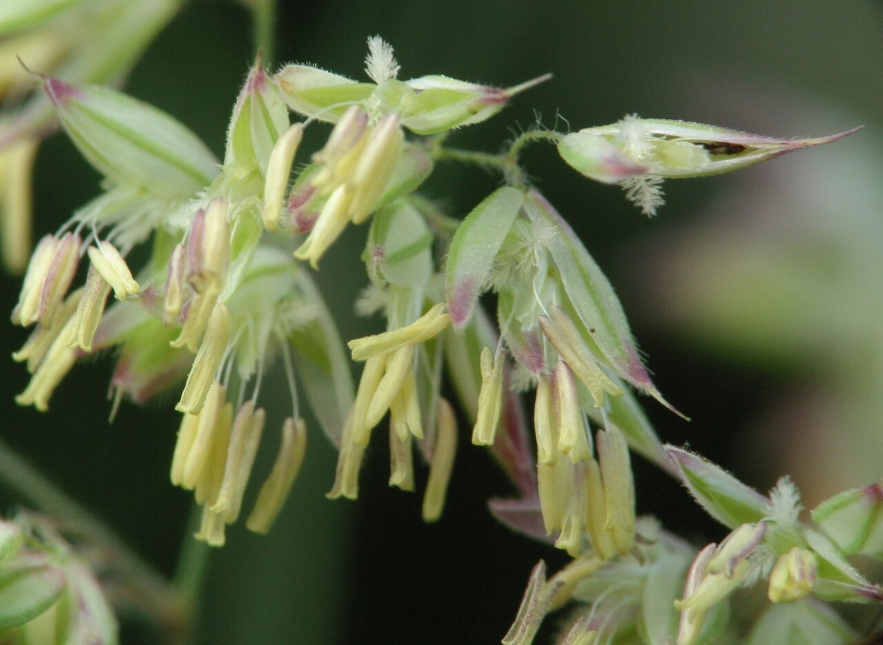 Poaceae-4041.jpg
