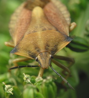 Carpocoris fuscispinus · tamsiaūsė skydblakė