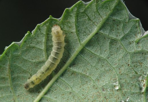 Insecta · larva