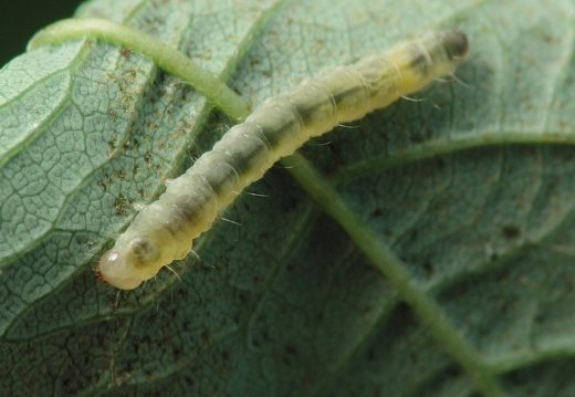 Insect larva