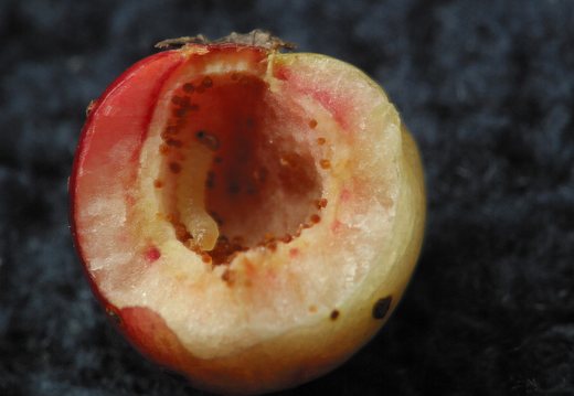Insecta larva inside gall