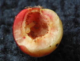 Insecta larva inside gall