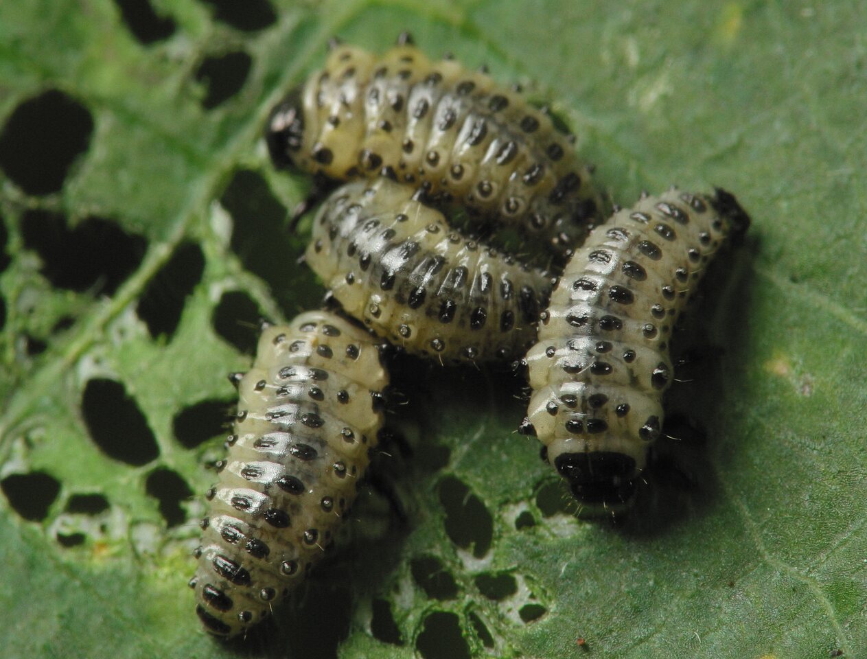 Chrysomelidae-larvae-4107.jpg