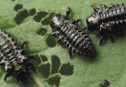 ~ Chrysomelidae larvae · lapgraužių lervos