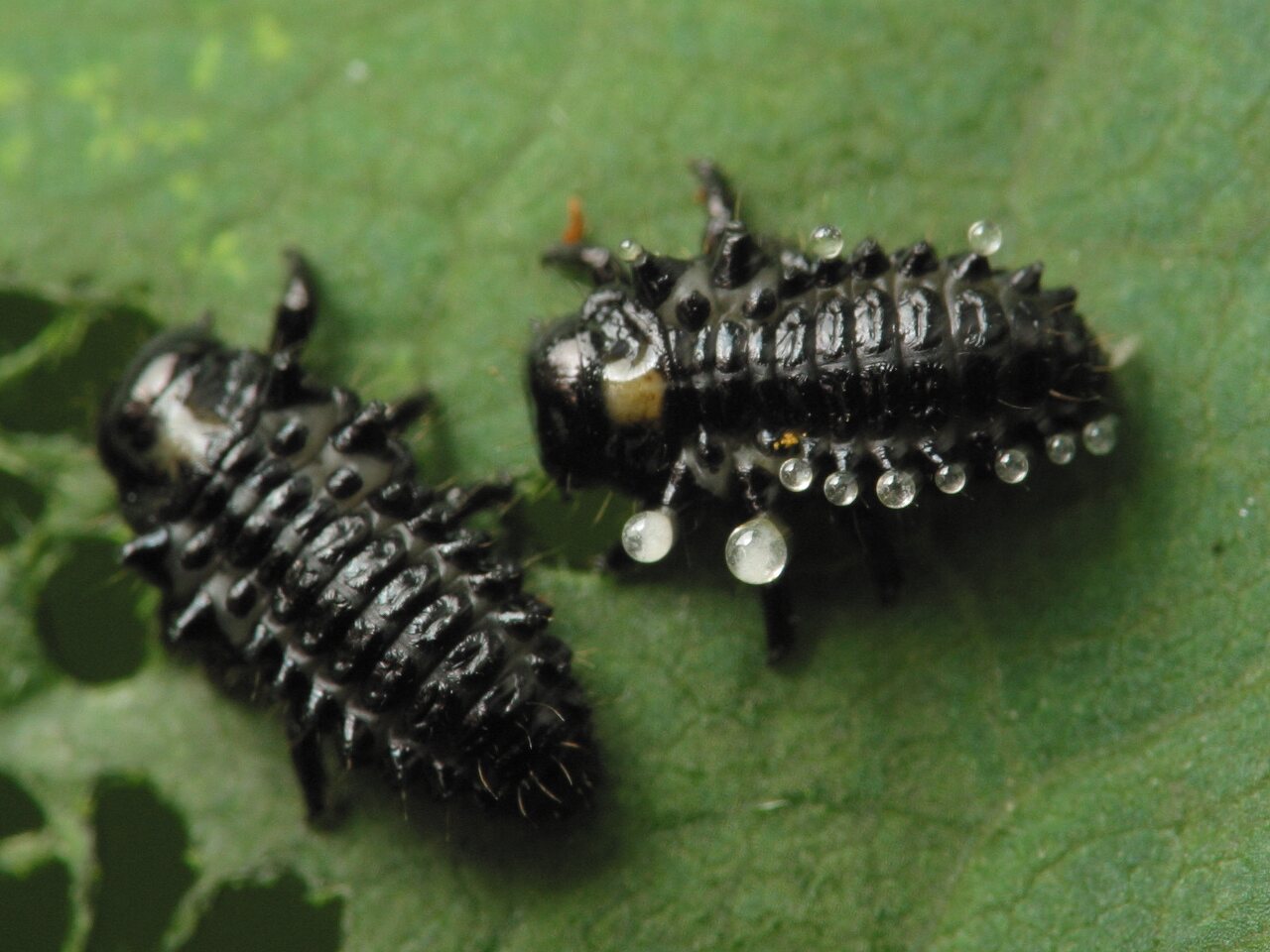 Chrysomelidae-larvae-4110.jpg
