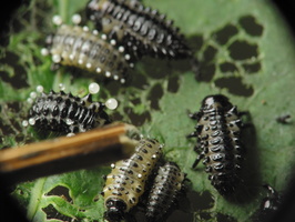 Chrysomela tremula larva larvae chemical defence · drebulinis gluosninukas, lervų cheminiai ginklai