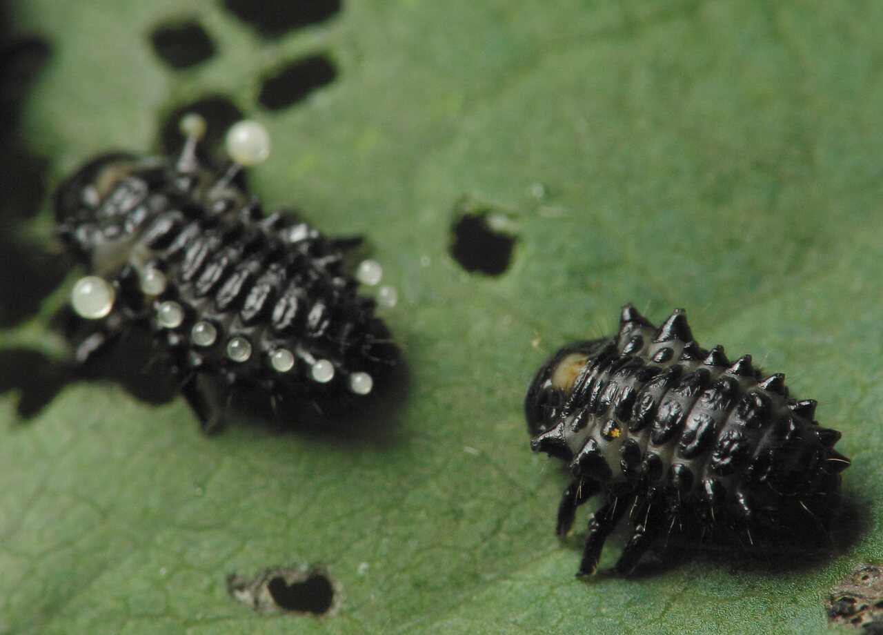 Chrysomelidae-larvae-4112.jpg