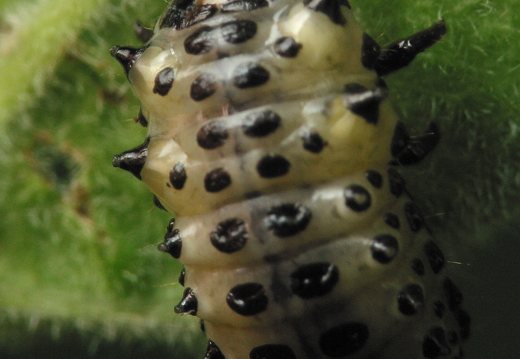 Chrysomela tremula larva · drebulinis gluosninukas, lerva