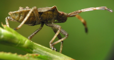 Heteroptera · blakė