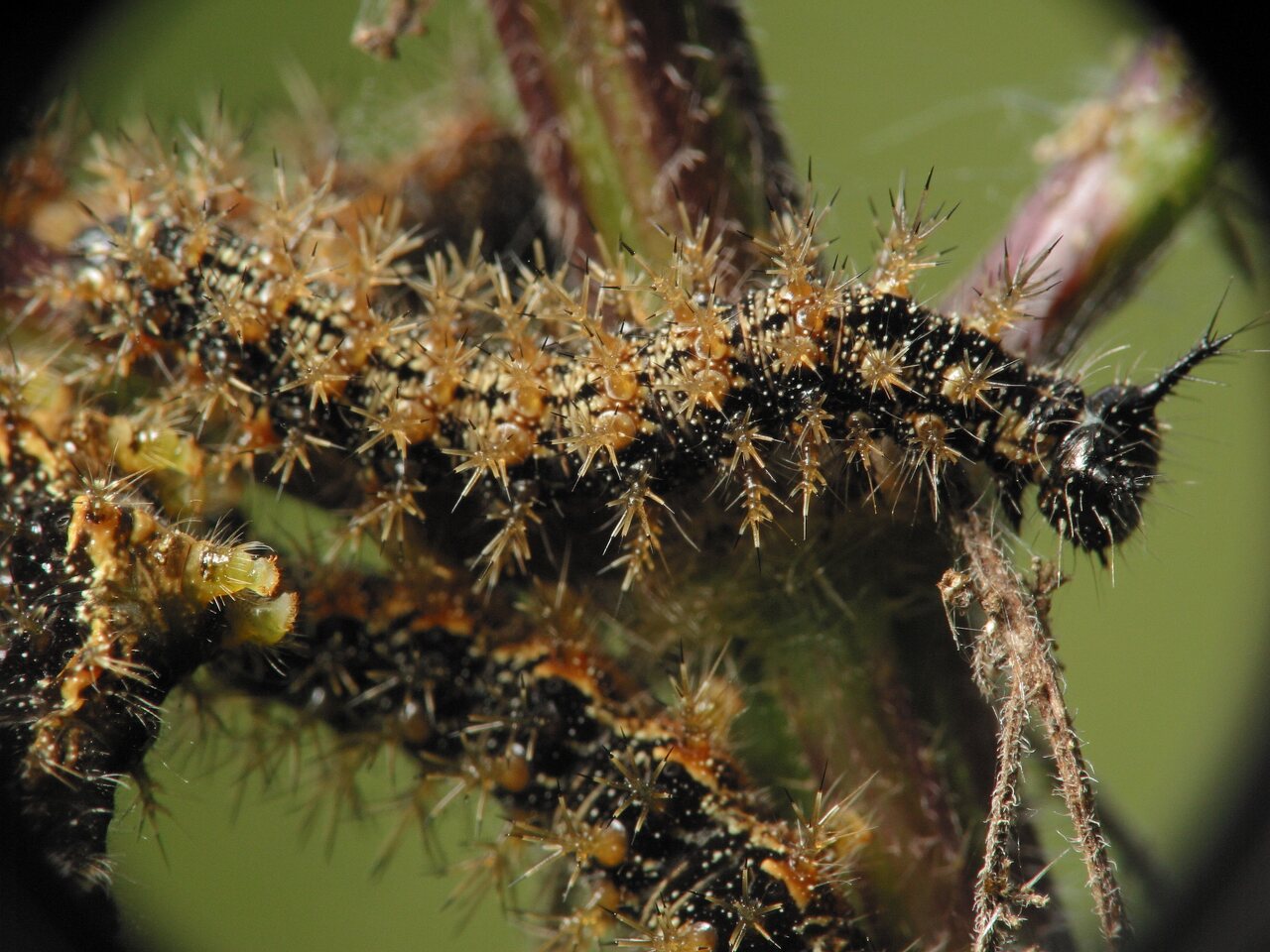 Aglais urticae, young larvae · dilgėlinukas, jauni vikšrai
