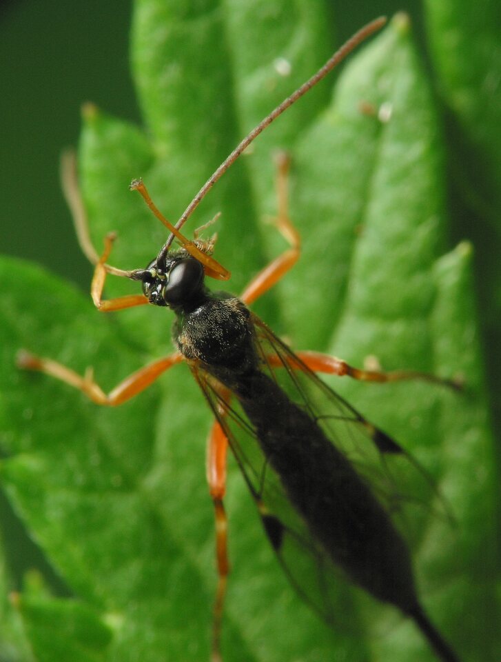 Hymenoptera-4151.jpg