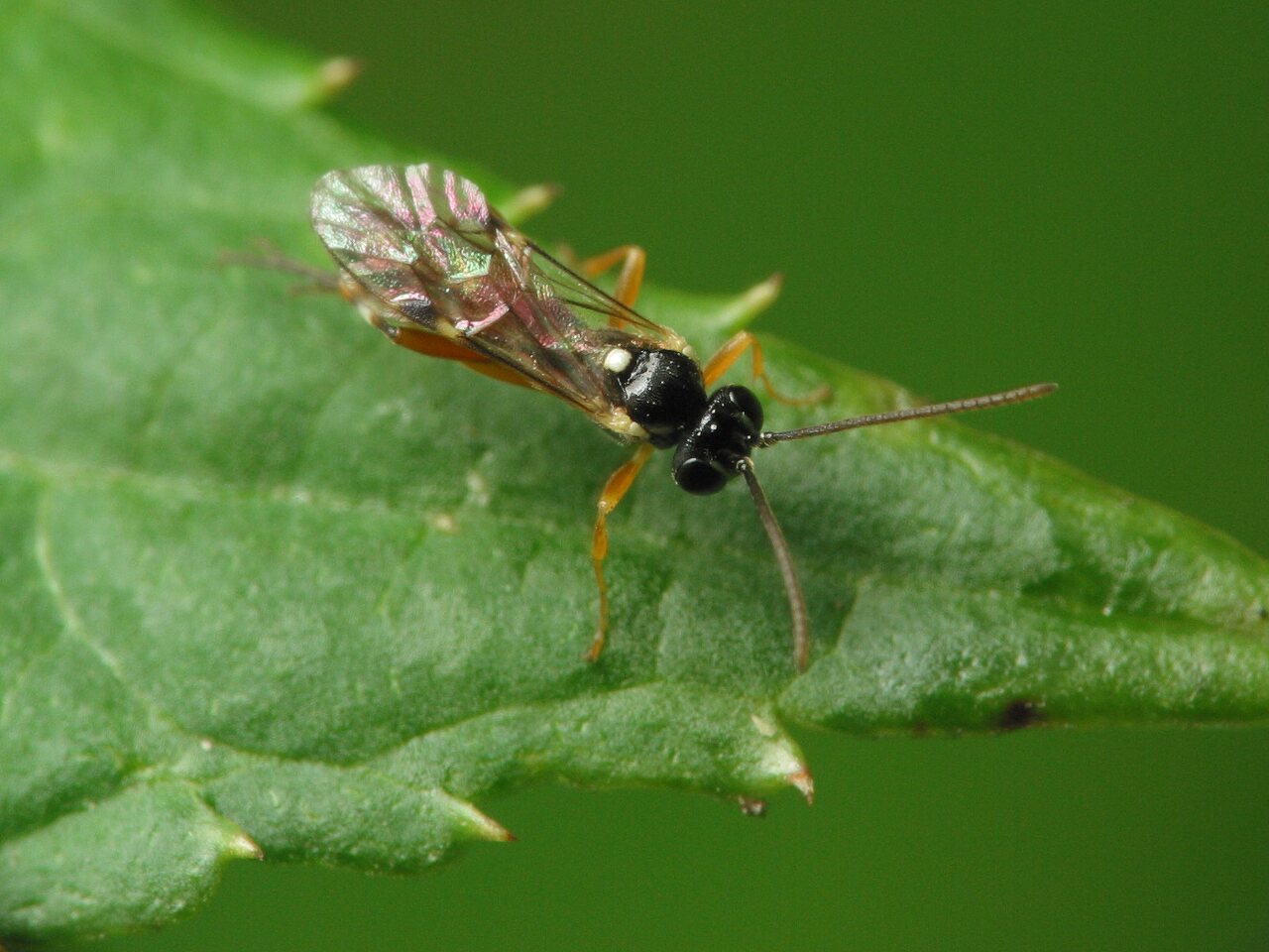 Hymenoptera-4164.jpg