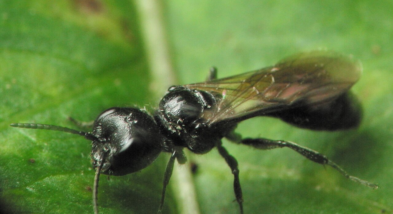 Hymenoptera-4184.jpg