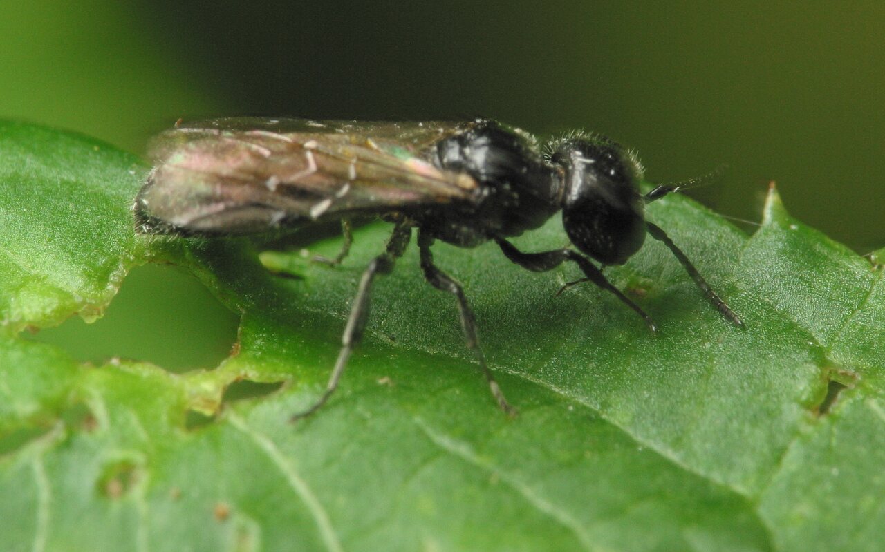 Hymenoptera-4185.jpg