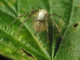 Araneae · voras