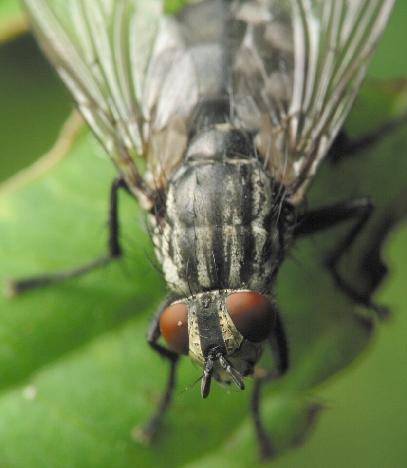Diptera-4196.jpg