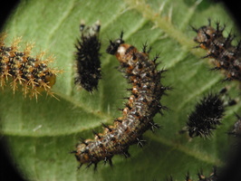 Aglais urticae, young larvae · dilgėlinukas, jauni vikšrai