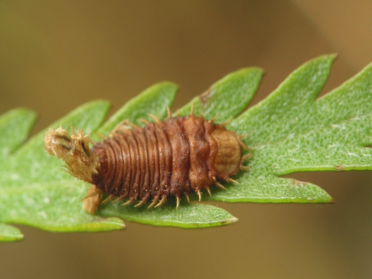 Cassida stigmatica larva · bergždyninis skydinukas, lerva