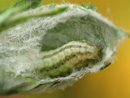 Insecta larva