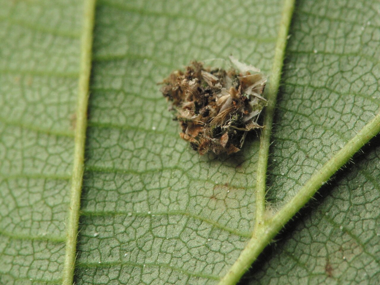 Chrysopidae-larva-4304.jpg