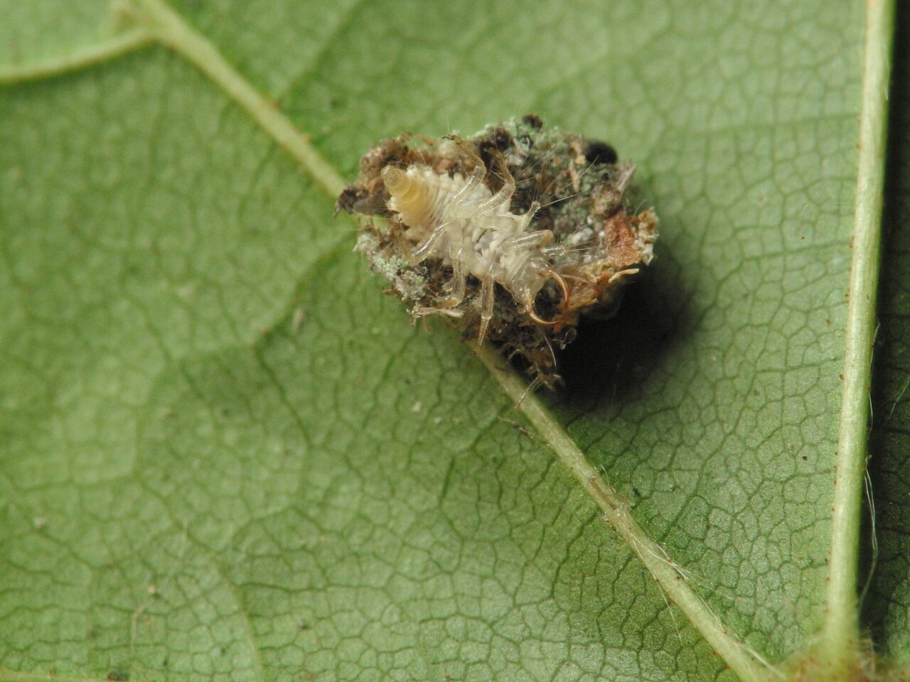 Chrysopidae-larva-4321.jpg