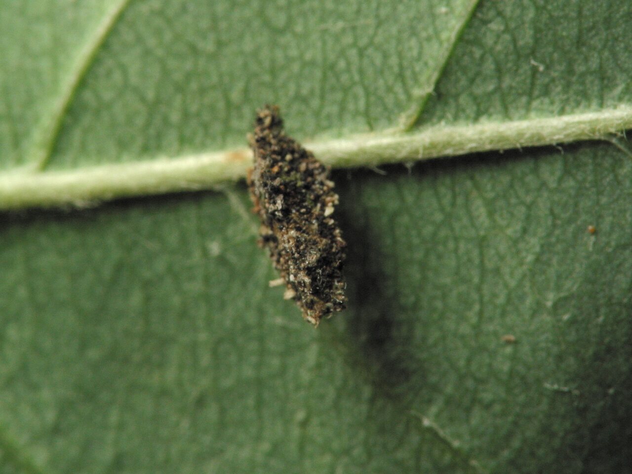 Chrysopidae-larva-4324.jpg