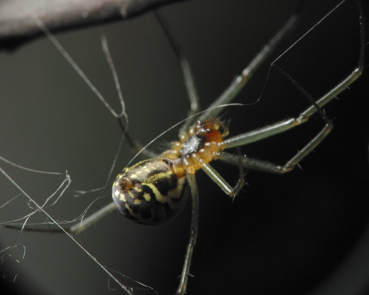 Theridiidae-4332.jpg