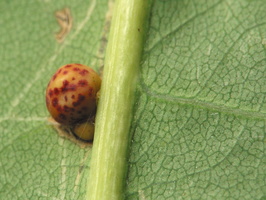 Insecta gall