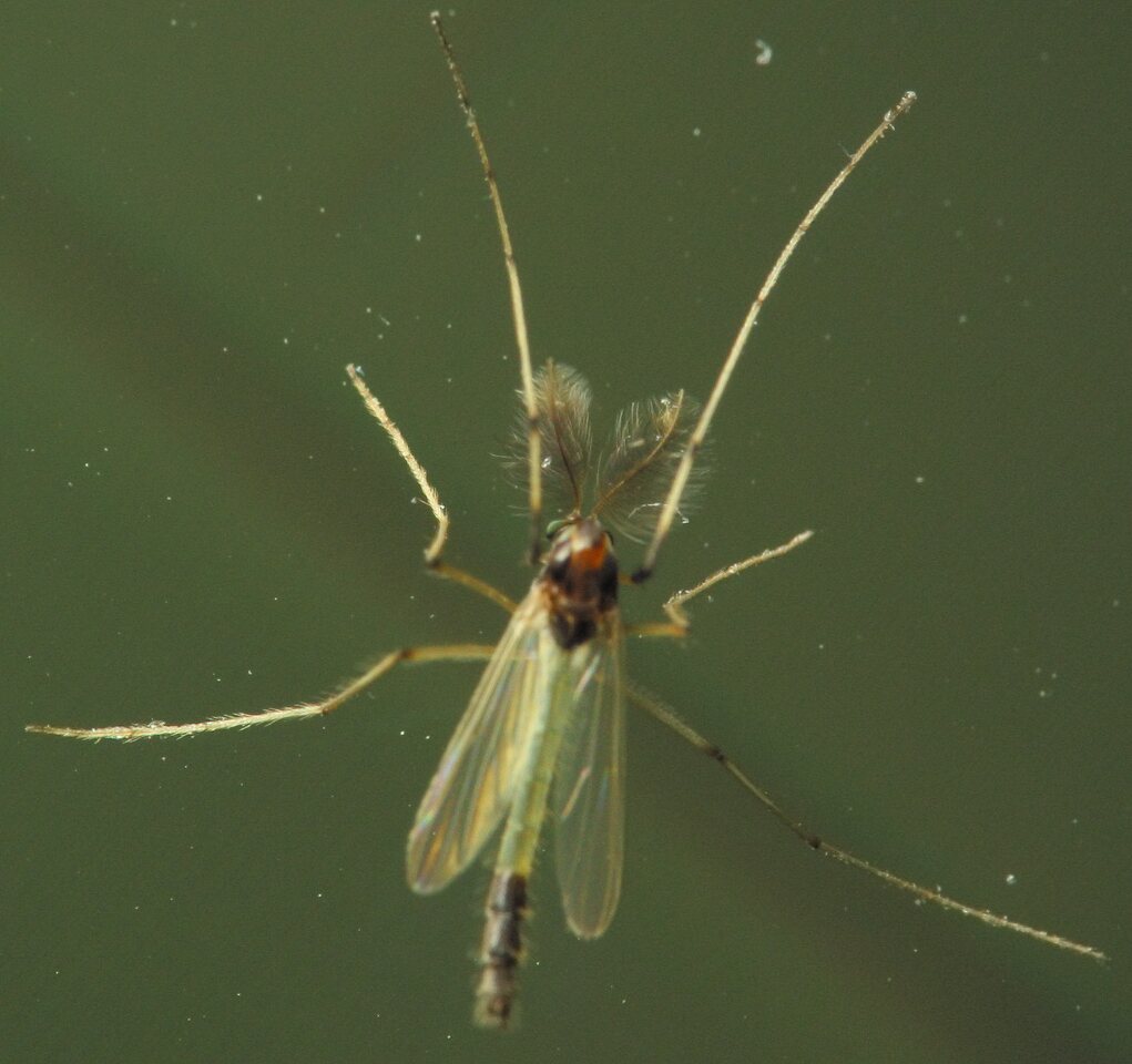 Diptera-4362.jpg