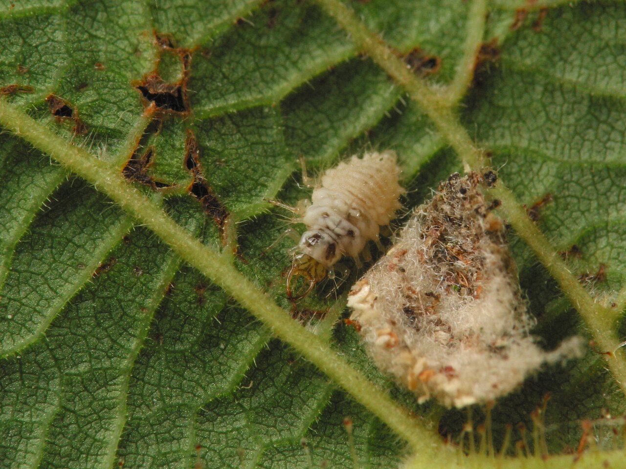 Chrysopidae-larva-4451.jpg