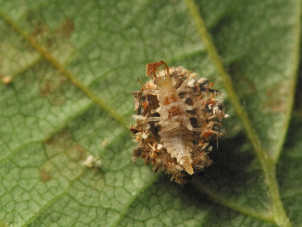 Chrysopidae-larva-4453.jpg