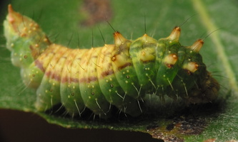 Drepana falcataria caterpillar · juodataškis lenktasparnis, vikšras