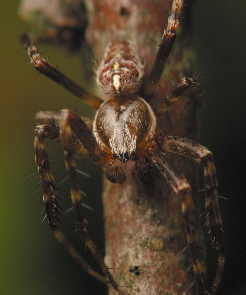 Araneus-diadematus-4555.jpg