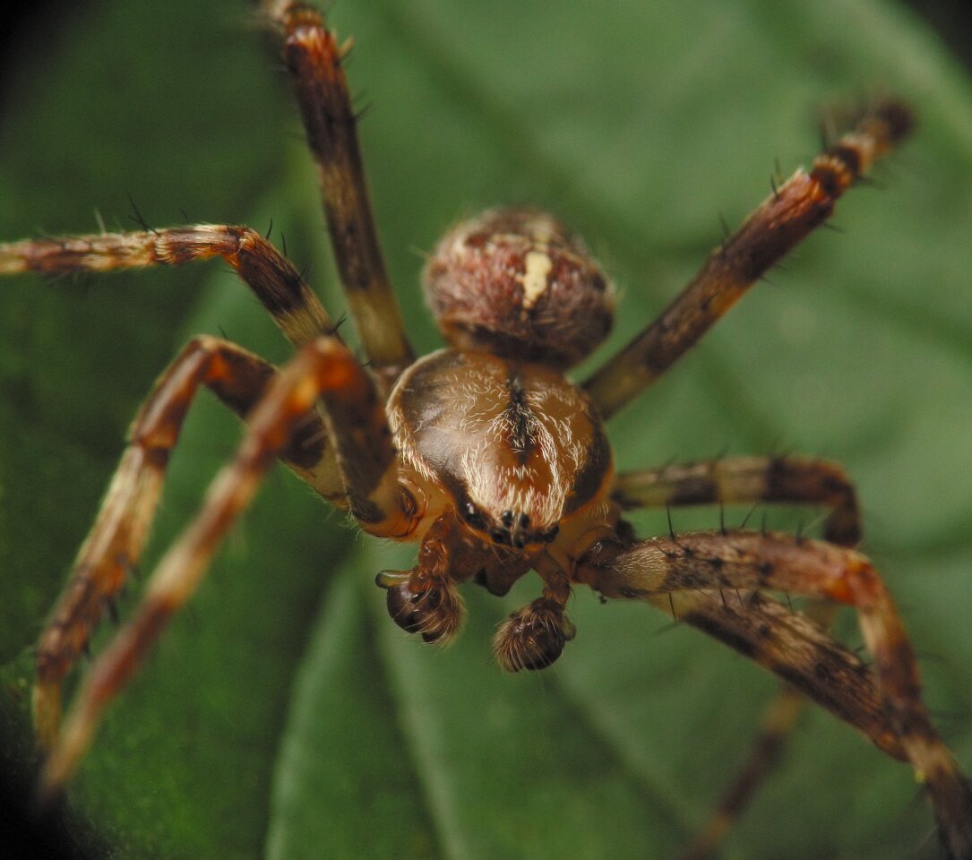 Araneus diadematus male · paprastasis kryžiuotis ♂