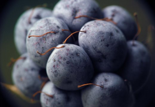 Rubus caesius fruit · paprastoji gervuogė, vaisius