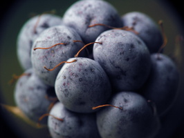 Rubus caesius fruit · paprastoji gervuogė, vaisius
